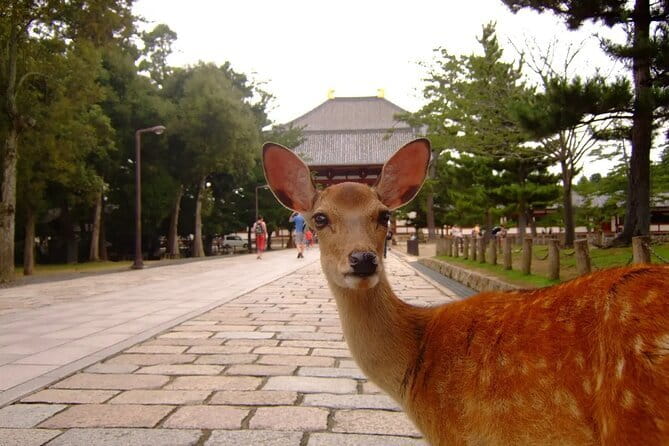 From Osaka or Kyoto: Kyoto and Nara 1-Day Bus Tour - Guides can make or break the day