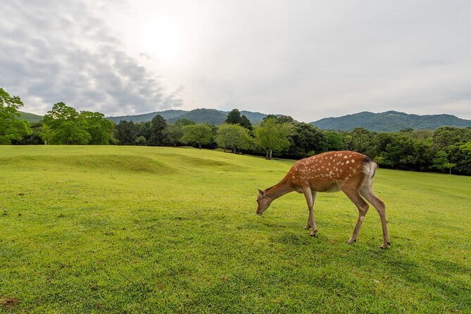From Osaka or Kyoto: Kyoto and Nara 1-Day Bus Tour - Nara Park and Todaiji: deer, space, and one huge Buddha