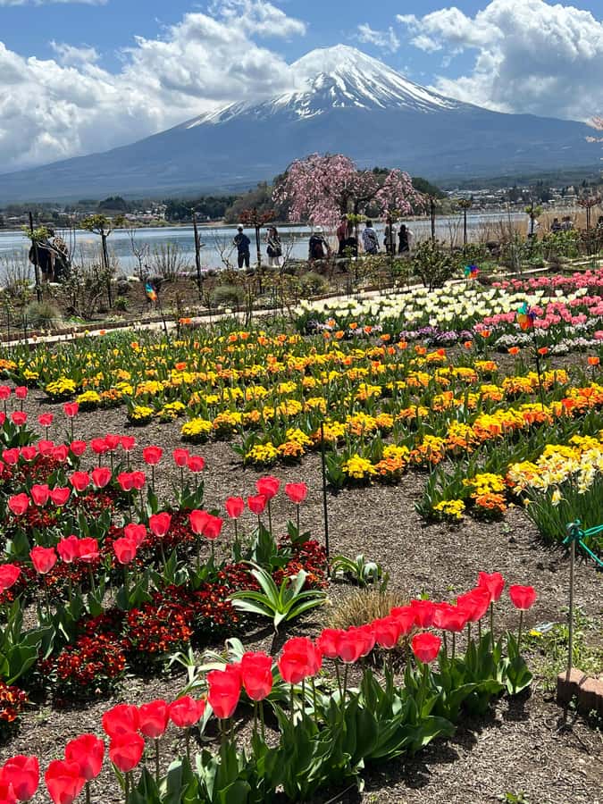 From Tokyo: Mount Fuji and Hakone Private Day Trip - Oshino Hakkai’s eight clear ponds