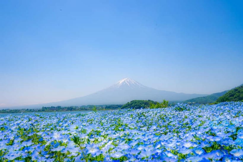From Tokyo: Mt Fuji, Arakurayama and Kawaguchi Lake Day Trip - LAWSON Lake Kawaguchi and the familiar Fuji photograph