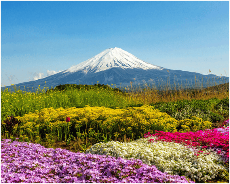 From Tokyo: Mt.Fuji, Lake Kawaguchi, Oshino Hakkai Day Tour - Hikawa Clock Shop and the walk to Arakura Fuji Sengen Shrine