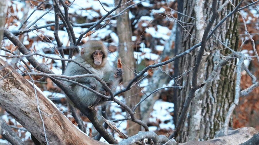 From Tokyo: Private Tour Snow Monkey Park & Zenko-ji Temple - Who will enjoy this most
