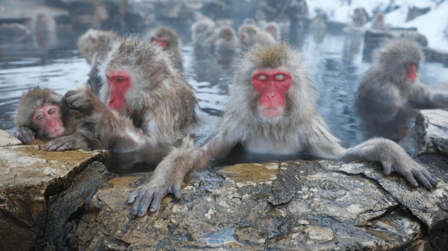 From Tokyo: Private Tour Snow Monkey Park & Zenko-ji Temple - Zenko-ji Temple, Nagano’s cultural anchor