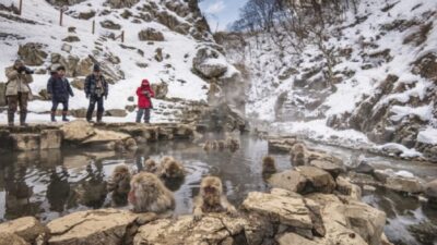 Private Tour Snow Monkey Park & Zenko-ji Temple
