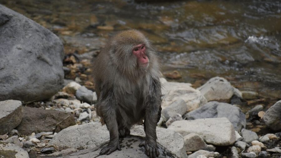 From Tokyo: Private Tour Snow Monkey Park & Zenko-ji Temple - Obuse, apples, art, and a pleasant final stop