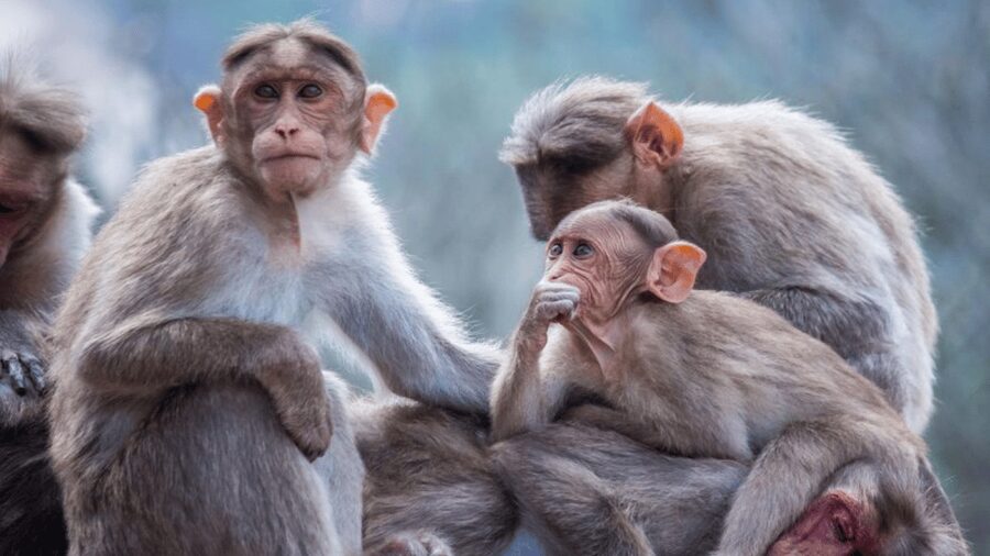 From Tokyo: Private Tour Snow Monkey Park & Zenko-ji Temple - Luxury vehicles make the road day easier