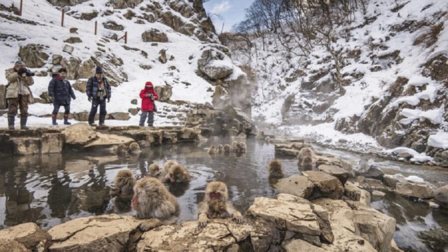 From Tokyo: Private Tour Snow Monkey Park & Zenko-ji Temple - Jigokudani Monkey Park and the long walk to the hot springs