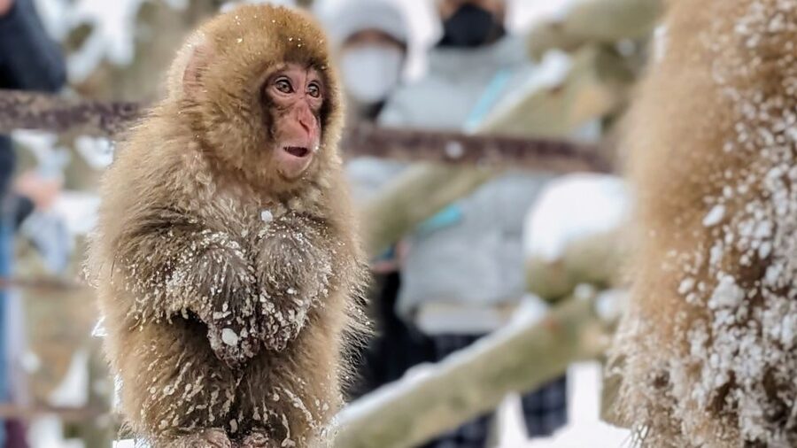 From Tokyo: Snow Monkey 1 Day Tour with Beef Sukiyaki Lunch - Key points before you book