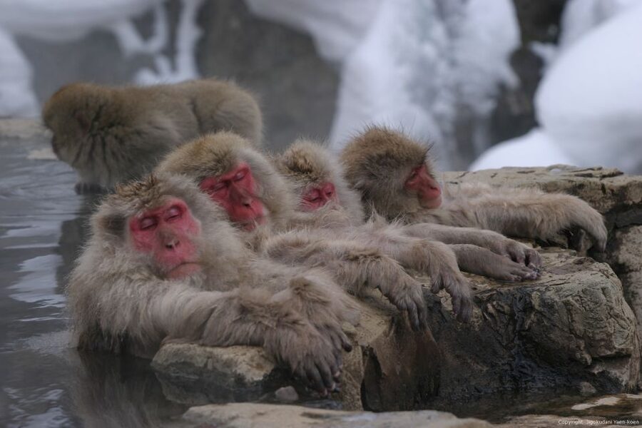 From Tokyo: Snow Monkey 1 Day Tour with Beef Sukiyaki Lunch - How to make the day run smoothly
