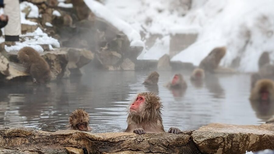 From Tokyo: Snow Monkey 1 Day Tour with Beef Sukiyaki Lunch - Why this day trip is worth considering