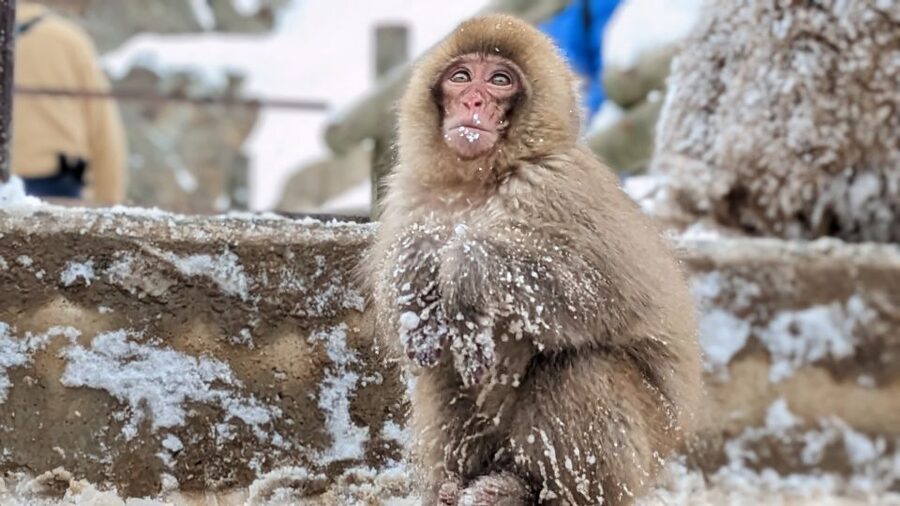 From Tokyo: Snow Monkey 1 Day Tour with Beef Sukiyaki Lunch - Watching the monkeys without disturbing them