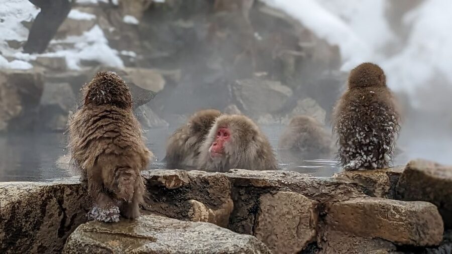 From Tokyo: Snow Monkey 1 Day Tour with Beef Sukiyaki Lunch - The Kamakura snow huts from January 23 to March 1