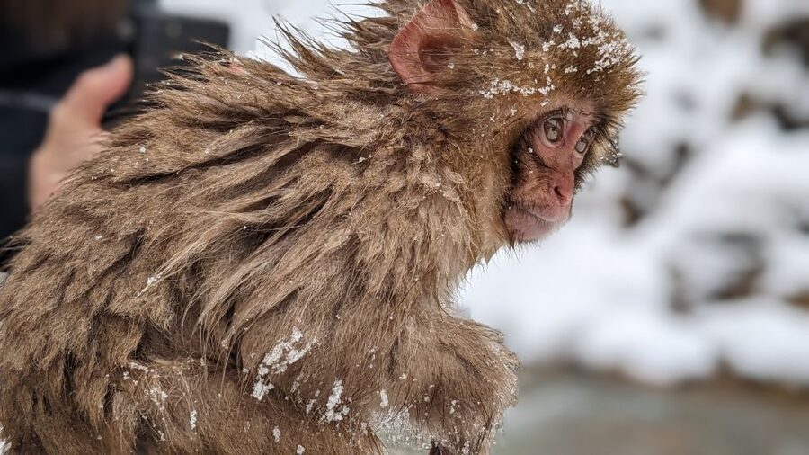 From Tokyo: Snow Monkey 1 Day Tour with Beef Sukiyaki Lunch - Is $151 good value for a Tokyo day trip?