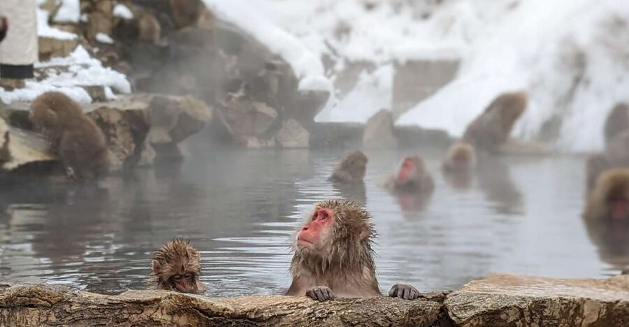 From Tokyo: Snow Monkey 1 Day Tour with Beef Sukiyaki Lunch - Meeting at the LOVE sculpture in Shinjuku