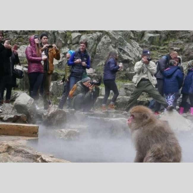 From Tokyo: Snow Monkey Park and Miso Production Day Tour - Who should book this Nagano day trip?