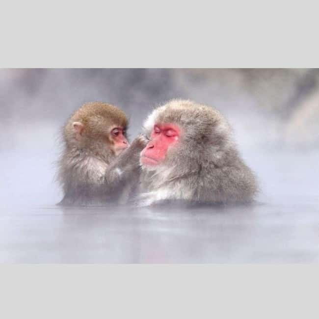 From Tokyo: Snow Monkey Park and Miso Production Day Tour - Starting the morning with a private pickup