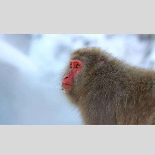 From Tokyo: Snow Monkey Park and Miso Production Day Tour - Zenko-ji Temple adds a serious cultural stop