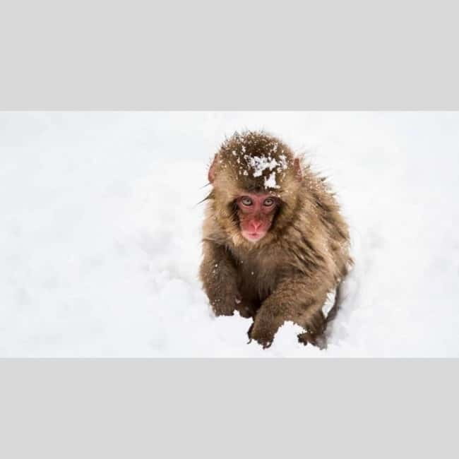 From Tokyo: Snow Monkey Park and Miso Production Day Tour - What the private format really gives you