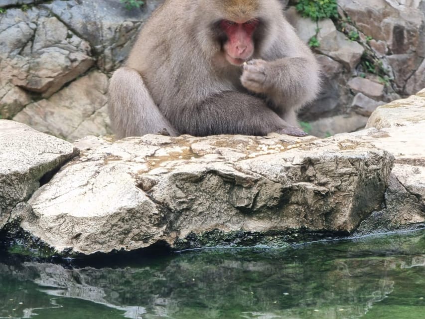 From Tokyo: Snow Monkey Private Customize Day Tour - Key points to know before booking