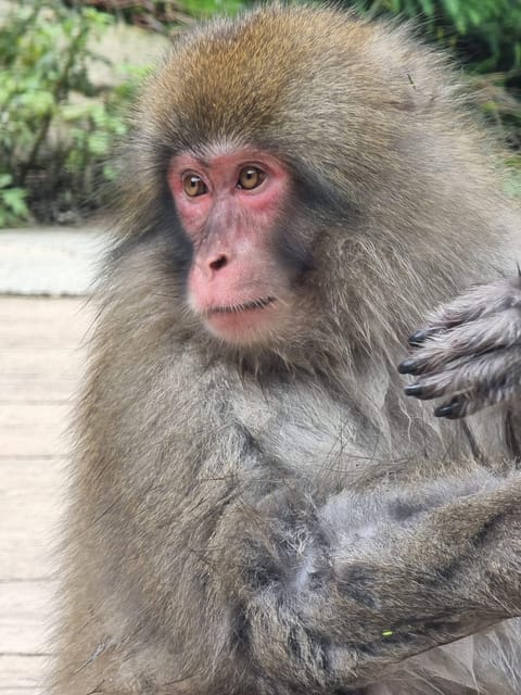 From Tokyo: Snow Monkey Private Customize Day Tour - Jigokudani Snow Monkey Park: the reason to go