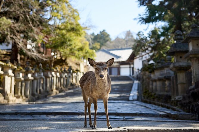 Full Day Guided Tour to Kyoto and Nara from Osaka by Van - Gion gives you Kyoto’s traditional side