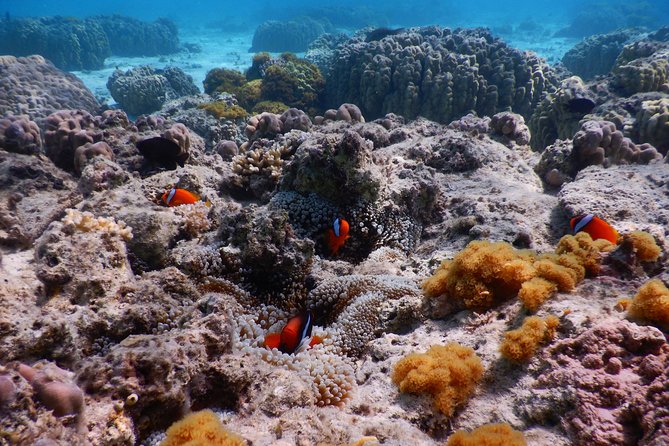 Half-day kayak tour on the Kerama Islands and Zamami Island - The guides are a major part of the value