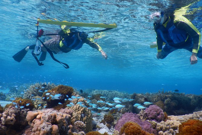 Half-day kayak tour on the Kerama Islands and Zamami Island - What the $63.25 price really includes