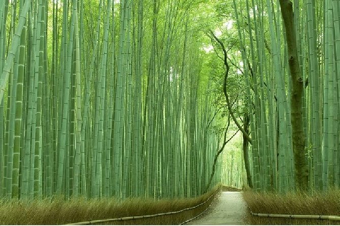 Half Day Kyoto Sagano Bamboo Grove & Arashiyama Walking Tour - Key points at a glance