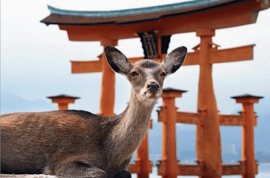 Hiroshima/Miyajima Private Custom Tour with Local Guide - Meeting at Hiroshima Station