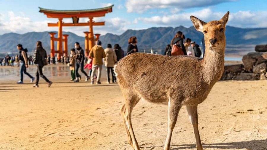 Hiroshima to Miyajima: Private Custom Tour with Ferry Ride - Key things to know before booking