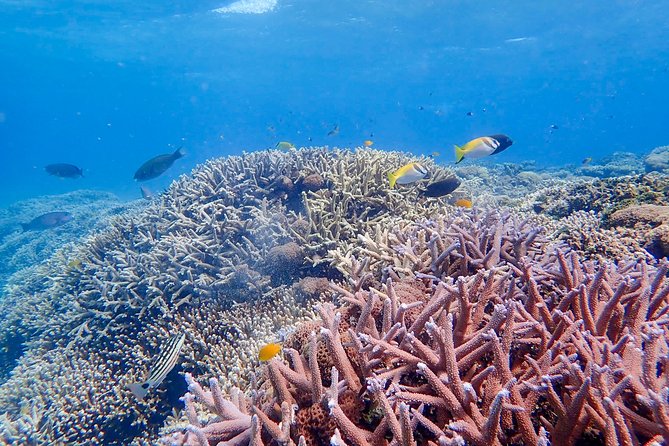 Iriomote Island 1-Day Snorkeling & Mangrove SUP or Canoe - Second Session: Snorkeling Around Barasu Island