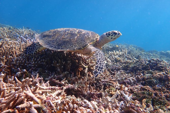 Iriomote Island 1-Day Snorkeling & Mangrove SUP or Canoe - Price: Is $99.10 Good Value?