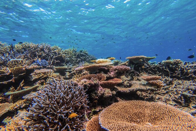 Iriomote Island 1-Day Snorkeling & Mangrove SUP or Canoe - Who Should Book This Experience?