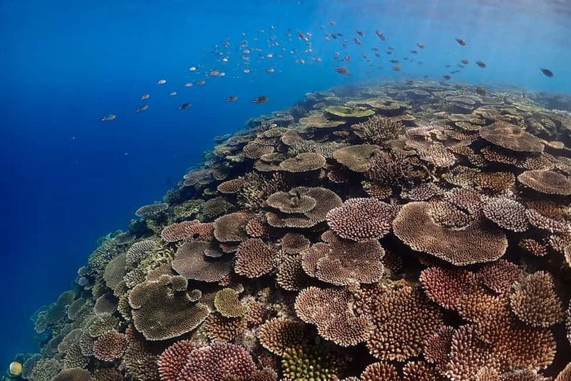 Ishigaki Island: Blue Cave Exploration & Snorkeling Tour - Fish, coral, sea snakes, and possible turtles