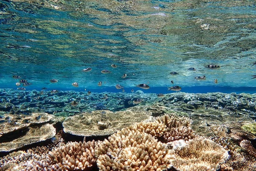 Ishigaki Island: Blue Cave Exploration & Snorkeling Tour - Who will enjoy this Ishigaki snorkeling trip?