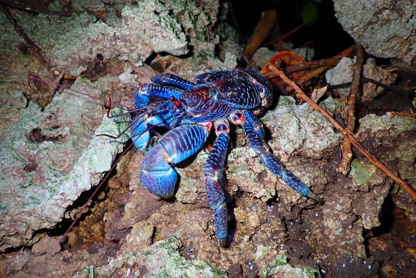Ishigaki: Jungle Walk and Stargazing Night Tour - Quick points to know before you book
