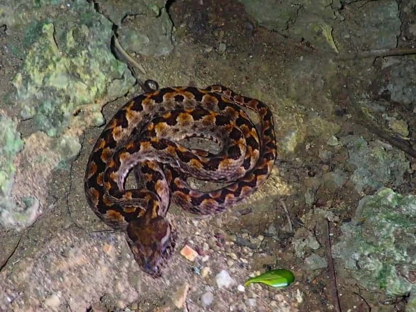 Ishigaki: Jungle Walk and Stargazing Night Tour - Why Ishigaki is worth seeing after dark