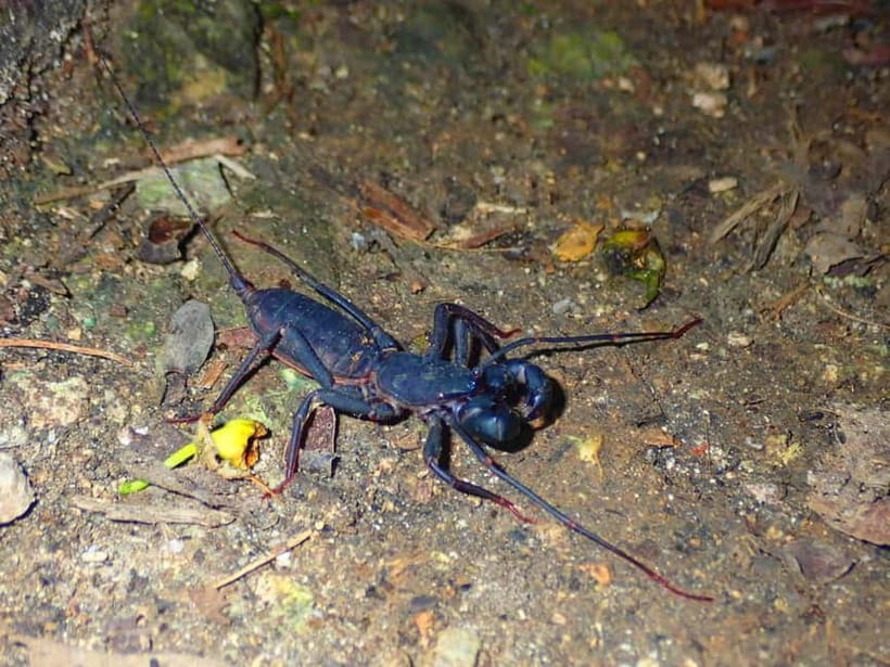 Ishigaki: Jungle Walk and Stargazing Night Tour - One hour among nocturnal creatures