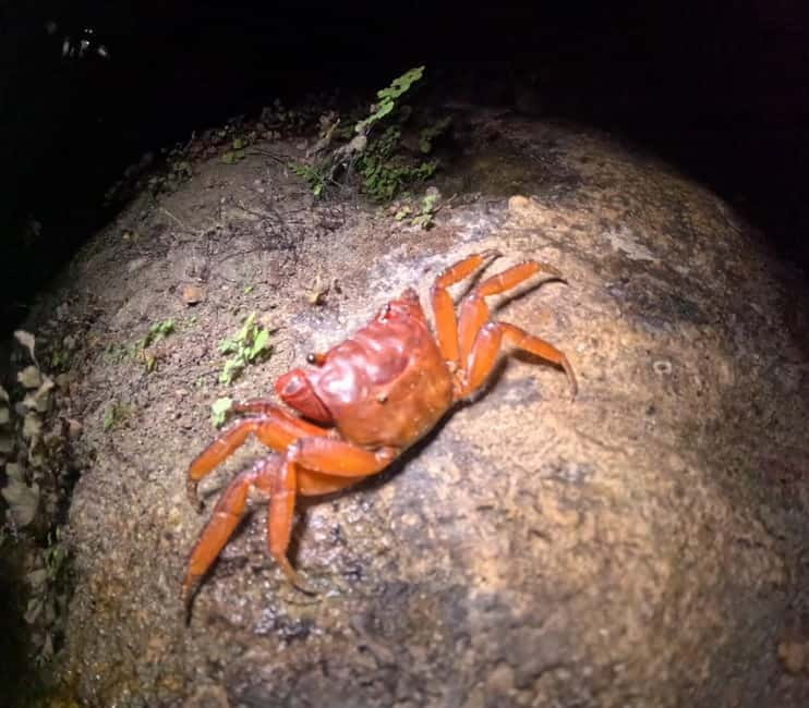 Ishigaki: Jungle Walk and Stargazing Night Tour - Stargazing with Ishigaki’s lights far behind