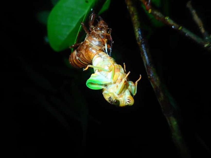 Ishigaki: Jungle Walk and Stargazing Night Tour - What makes the guides worth paying for