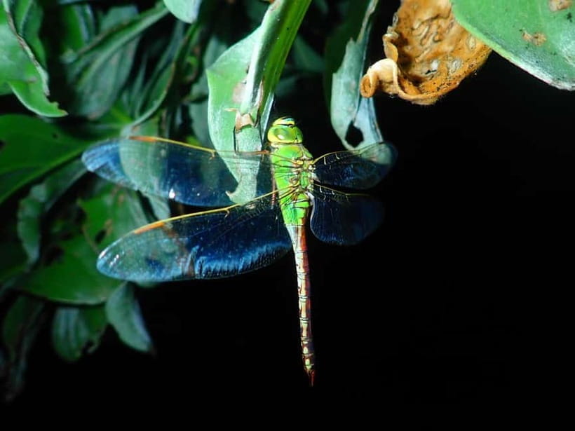 Ishigaki: Jungle Walk and Stargazing Night Tour - Practical preparation for a smoother evening