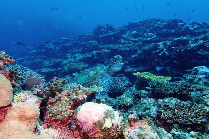 [Ishigaki]Mangrove SUP/Canoe + Blue Cave Snorkeling - Should you book the Ishigaki mangrove and Blue Cave tour?