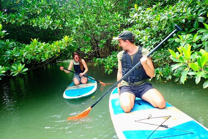 [Ishigaki]Mangrove SUP/Canoe + Blue Cave Snorkeling - A guide can make the difference