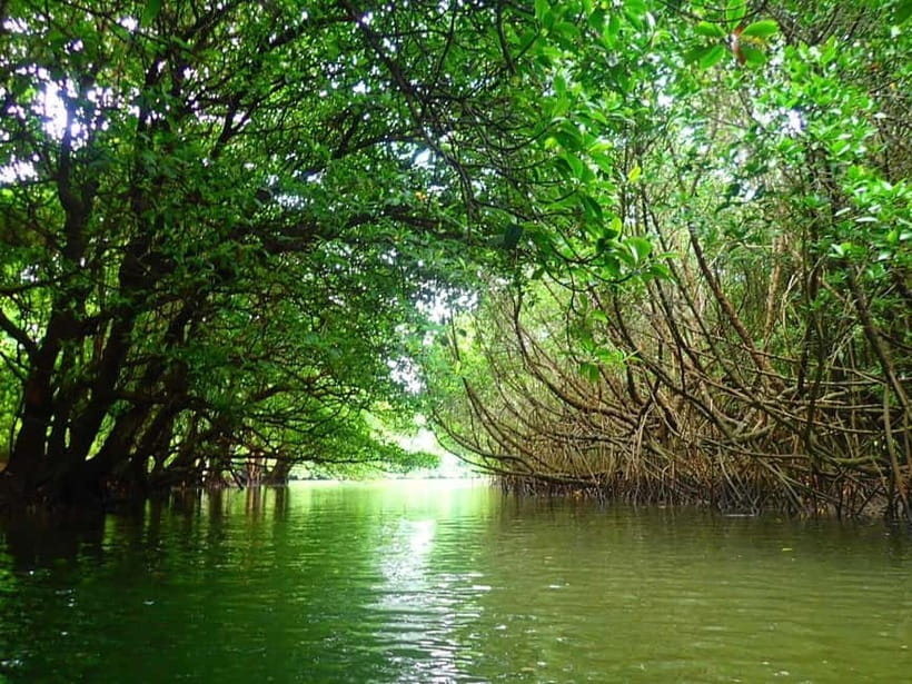 Ishigaki: Mangrove SUP or Canoe & Phantom Island Snorkeling - Why this Ishigaki combination works