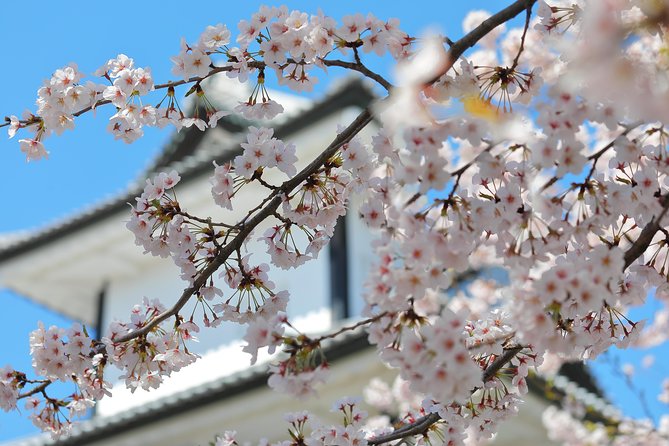 Kanazawa private half day/Photoshoot by professional photographer - Kenrokuen Garden: the tour’s broadest photo setting