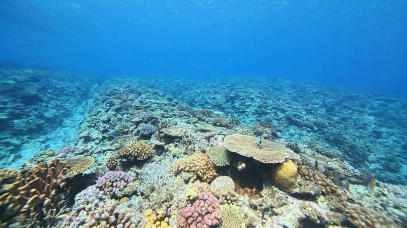 Kerama Half-Day Snorkeling Tour - Key points to know before booking