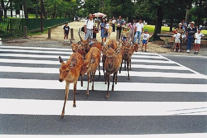 Kyoto and Nara Day Trip from Kyoto - Nijo Castle shows the shogun’s Kyoto