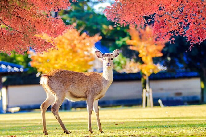 Kyoto and Nara UNESCO Highlights Full-day Tour From Osaka - Who Will Like This Tour Most