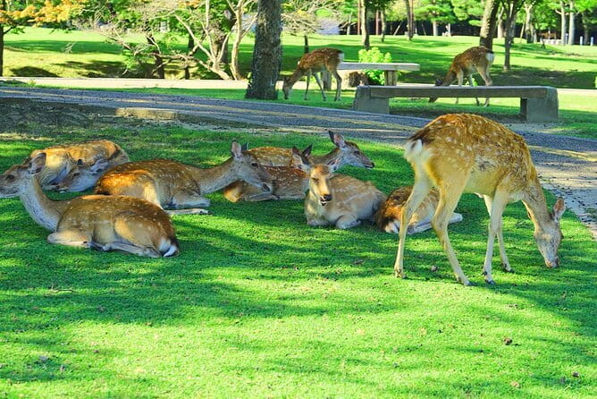 Kyoto and Nara UNESCO Highlights Full-day Tour From Osaka - Meeting in Osaka or Kyoto