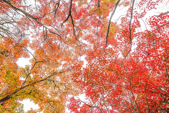Kyoto Arashiyama Bamboo forest & Garden Half-Day Walking Tour - Bamboo Forest Street without making it the whole day